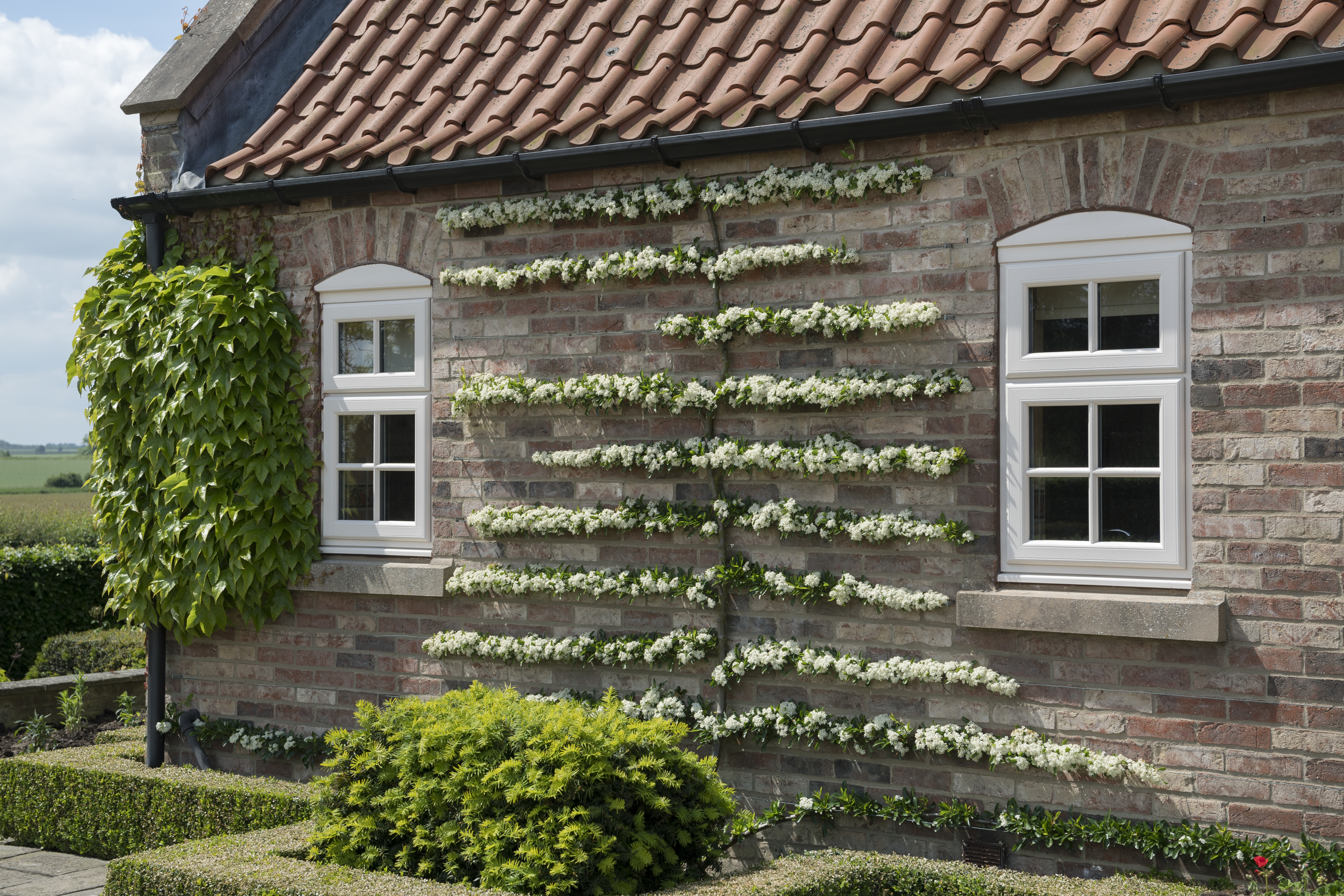 uPVC Windows